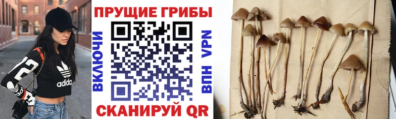 даркнет клад  Пласт  Псилоцибиновые грибы MAGIC MUSHROOMS  наркошоп 